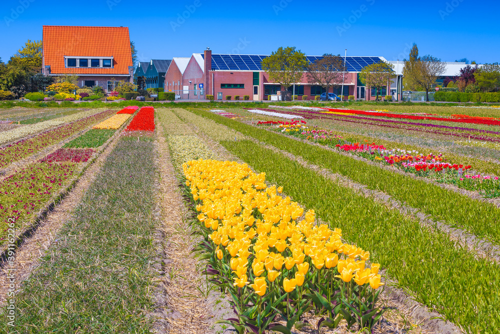荷兰农业花园里的各种五颜六色的郁金香