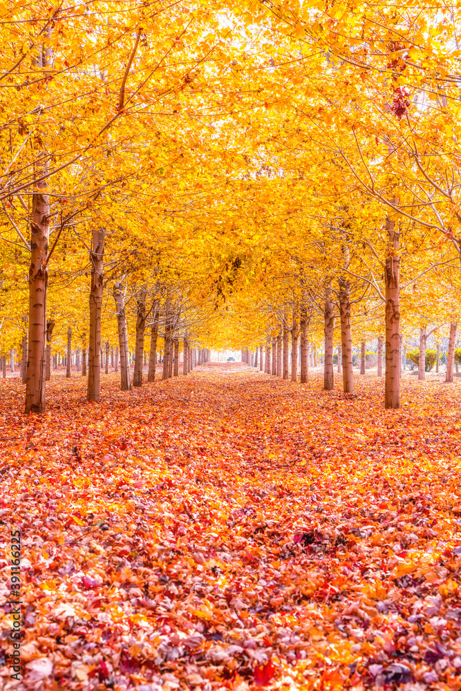 美丽多彩的秋叶集/绿色、黄色、橙色、红色