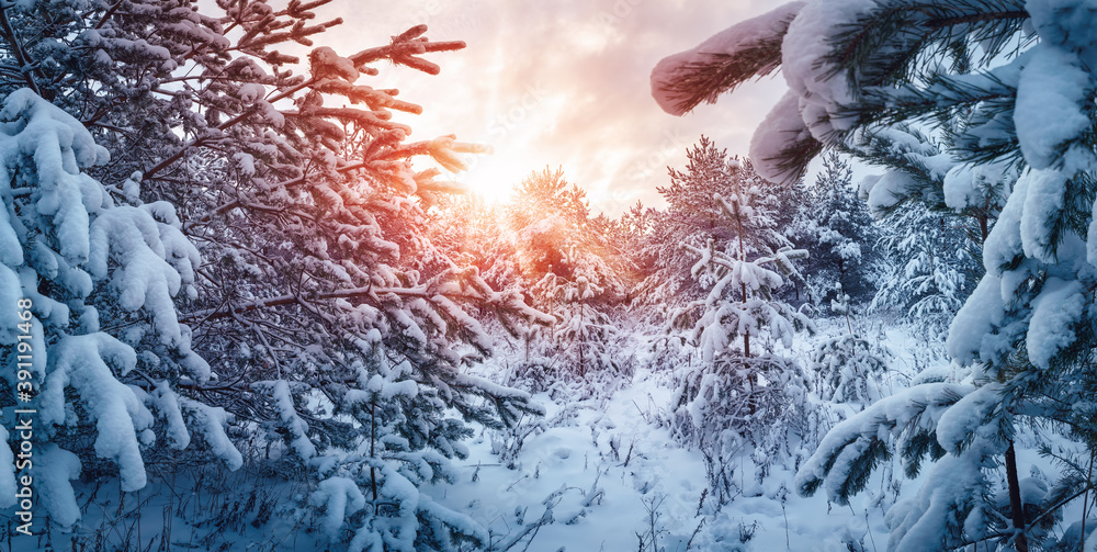 阳光明媚的雪林中的冬季日落。
