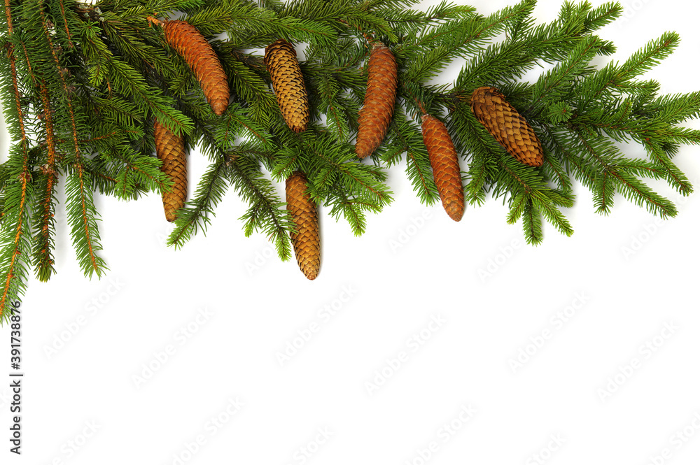 Fir tree branch isolated on white