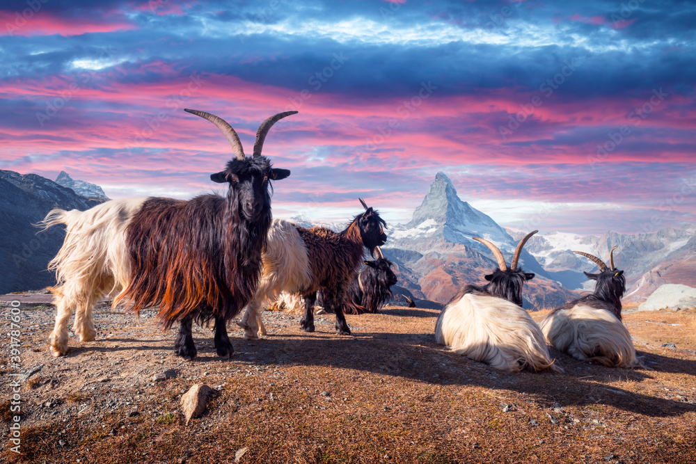 日落时，在瑞士阿尔卑斯山斯泰利塞湖附近的马特洪峰塞尔维诺峰背景上休息的山羊。