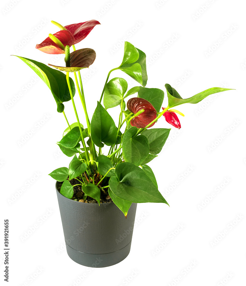 一种室内植物红掌，在白色孤立背景上的深色花盆中。
