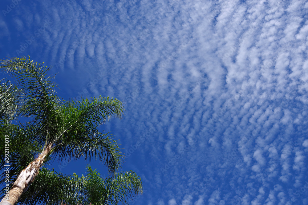 宽蓝色天空中有趣的小白云与一些棕榈树形成的低角度视图