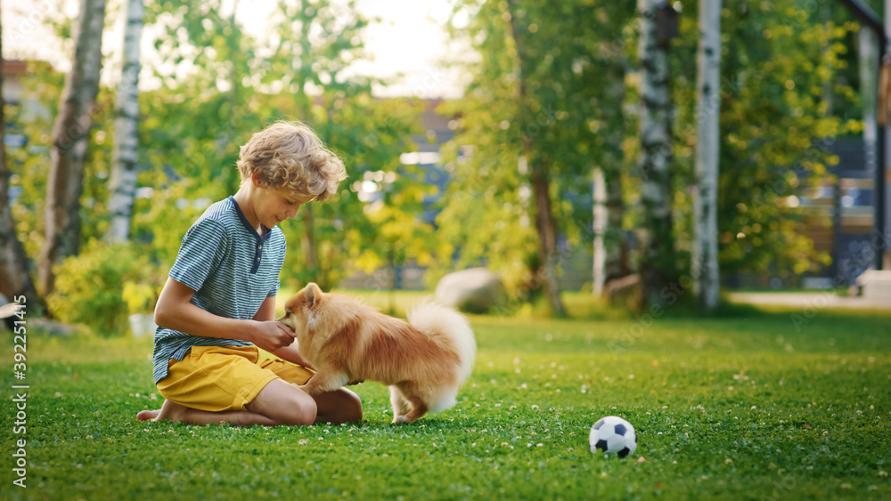 小男孩在后院和可爱的小波美拉尼亚犬玩耍。他尽力喂零食和宠物