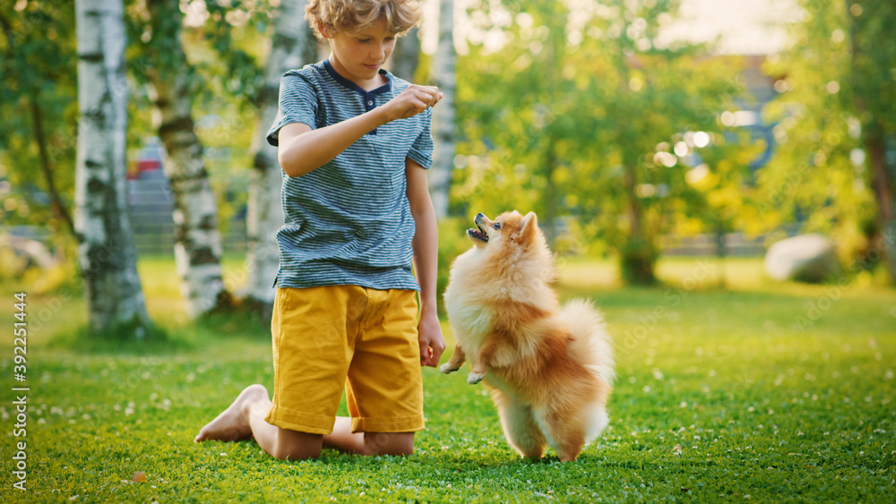 一个小男孩在后院和可爱的小波美拉尼亚犬玩耍。他给零食吃，还用他的Smal喂宠物