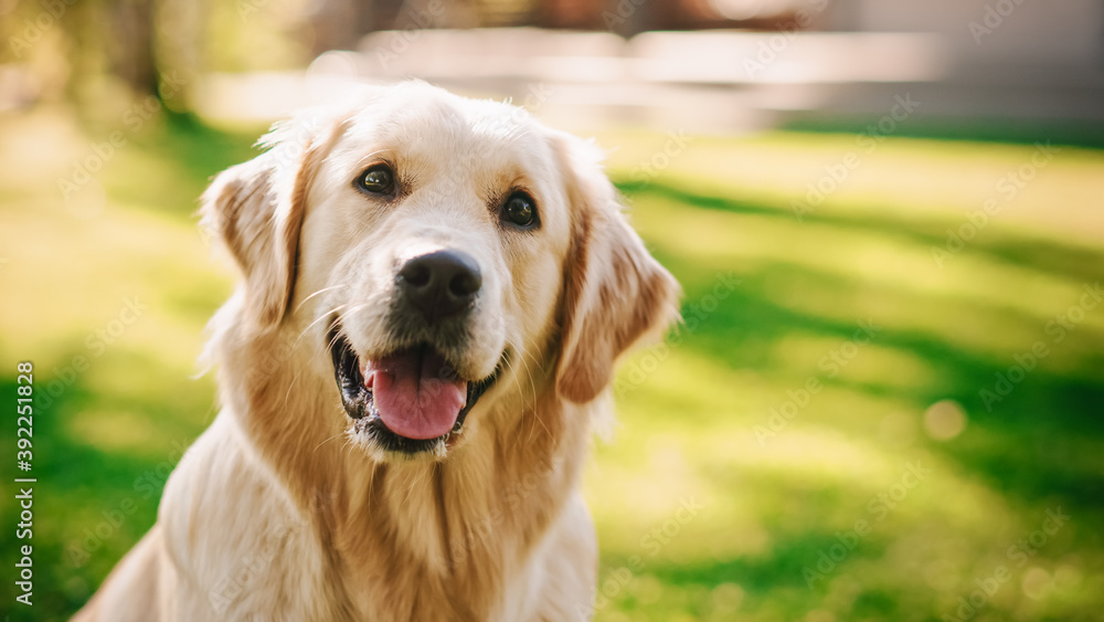 忠诚的金毛猎犬坐在绿色后院草坪上，看着镜头。优质犬种