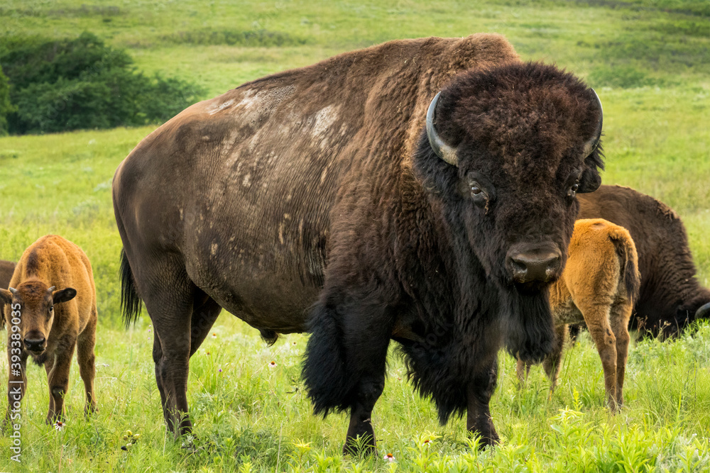 This impressive American Bison Portrait illustrates its sheer size and power. Photographed on the Ka