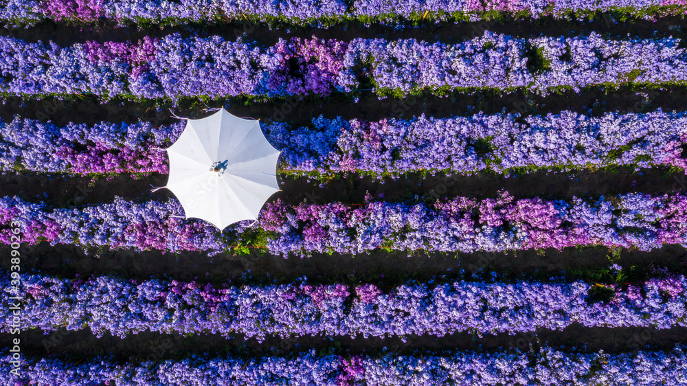 Aerial view margaret flower field with umbrella form above, Rows of Margaret or Marguerite flower, A