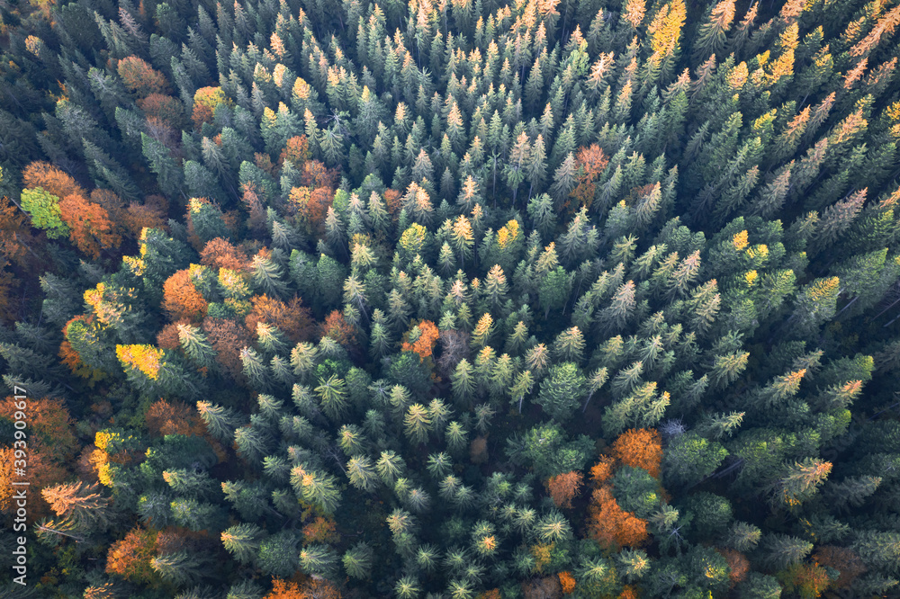 空中无人机俯视图。彩色森林中的黄色、橙色和红色秋树。澳大利亚的晴天