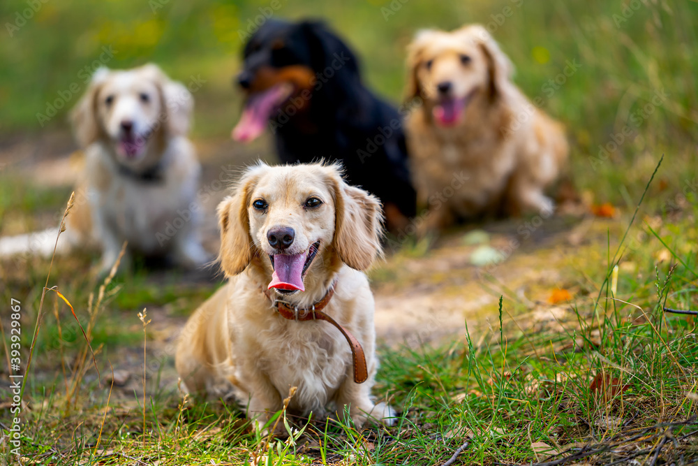 Four cute small dogs are posing on nature background. Blurred background. Pets and animals.