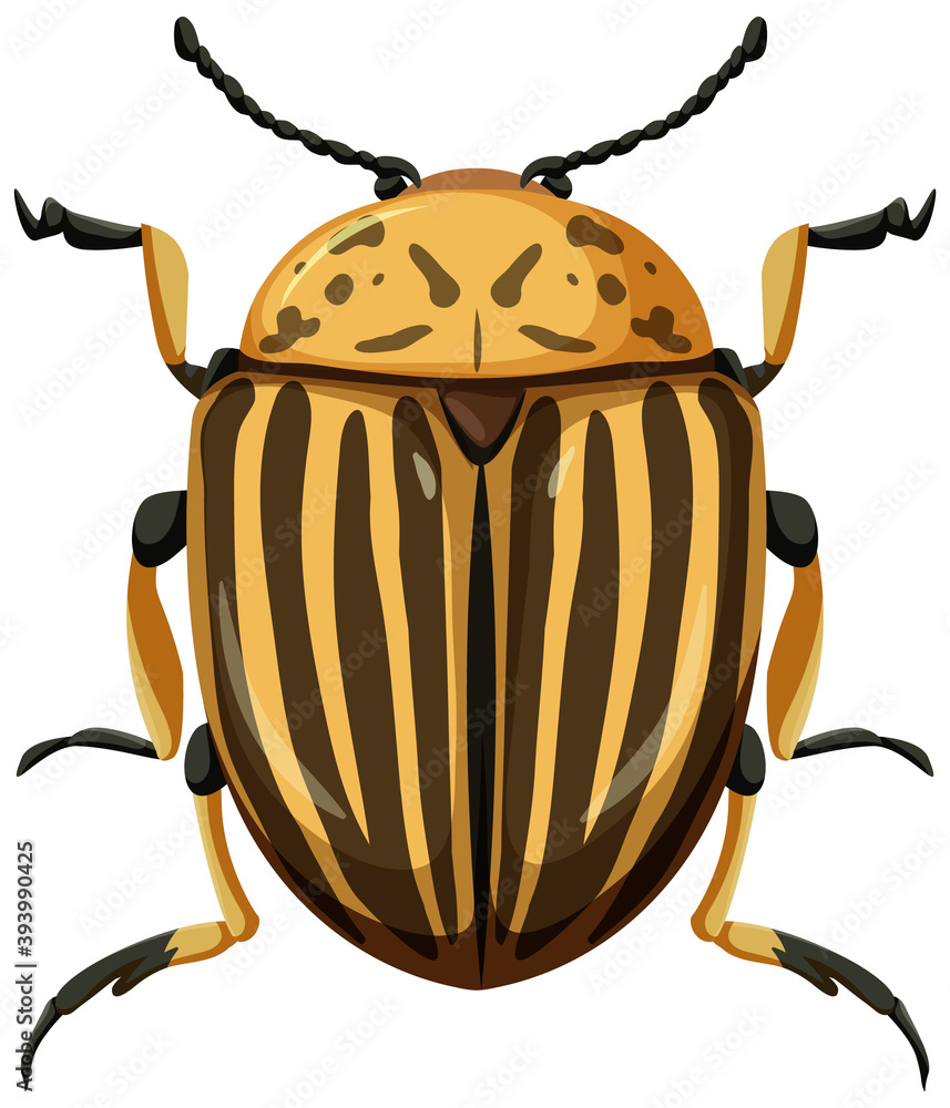 白色背景下分离的科罗拉多甲虫