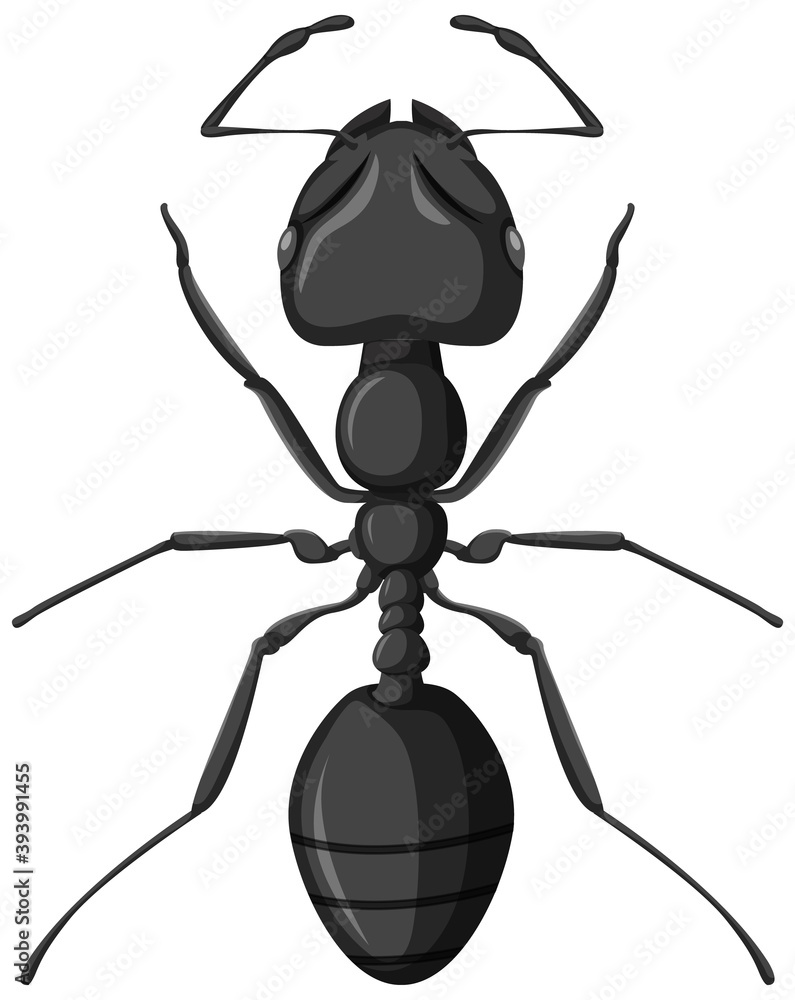 白色背景下隔离的黑色花园蚂蚁