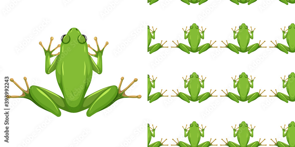 白色背景下隔离的美国绿色树蛙，无缝