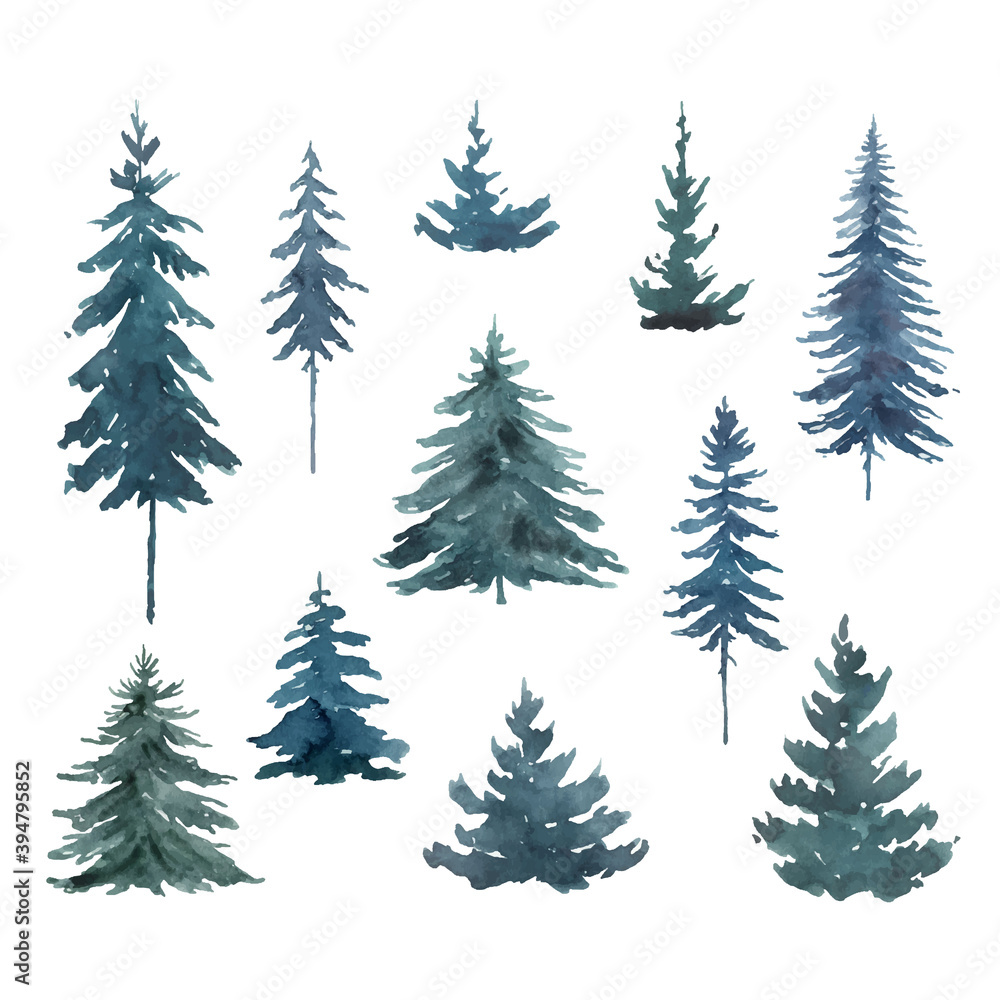 蓝色冷杉树的水彩矢量集。
