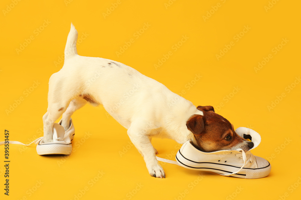 有趣的顽皮狗在彩色背景上玩鞋子