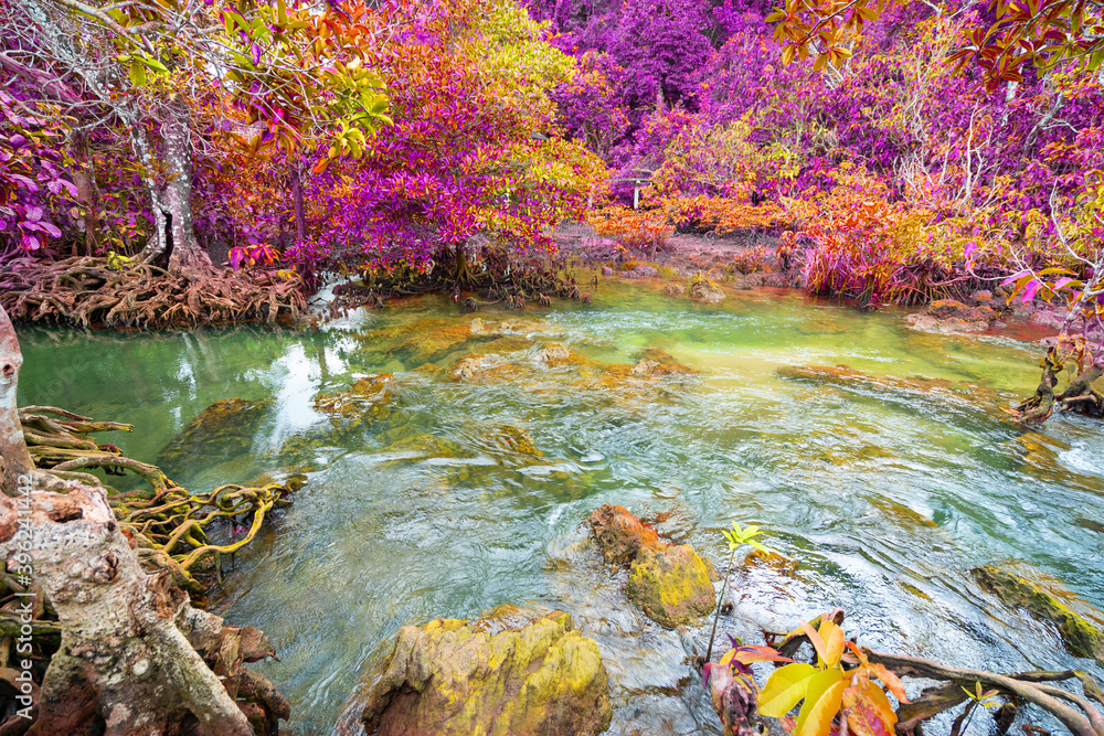 色彩斑斓、雄伟的翡翠池是红树林中看不见的池。秋天的大树在阳光下闪闪发光。