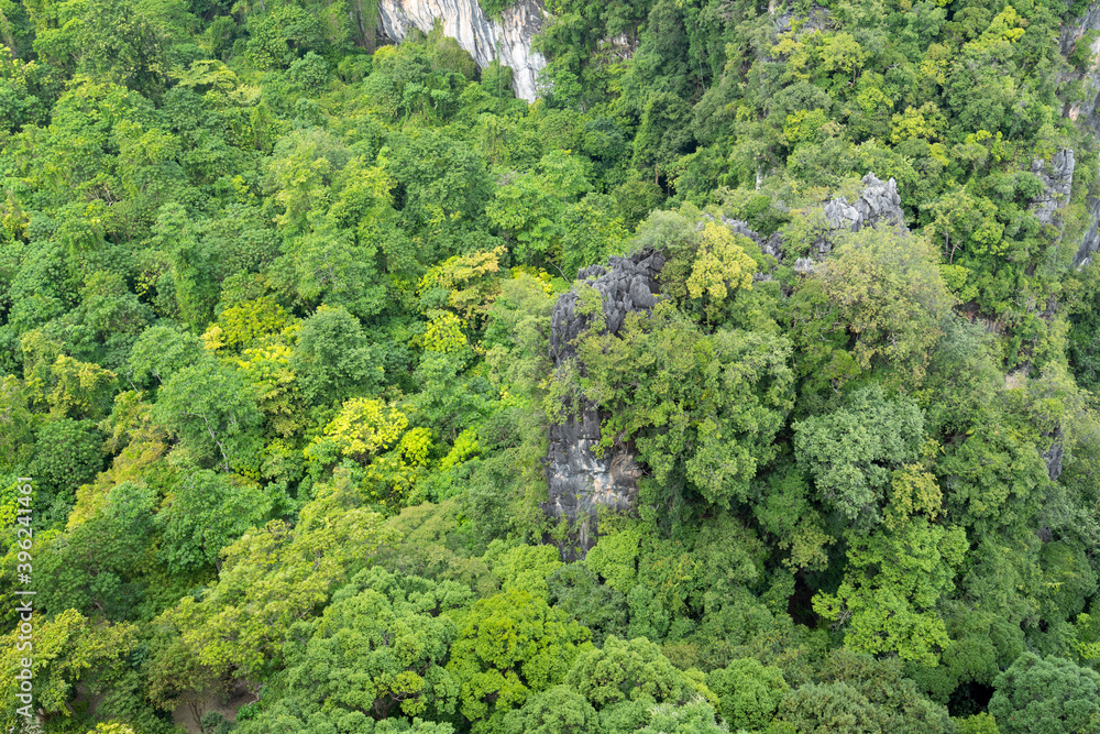 山顶雨林生态系统与健康环境理念及natu自上而下的林木