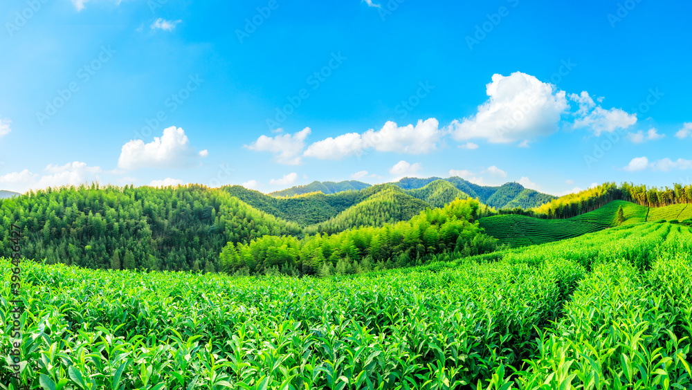 绿茶种植园和竹林景观。