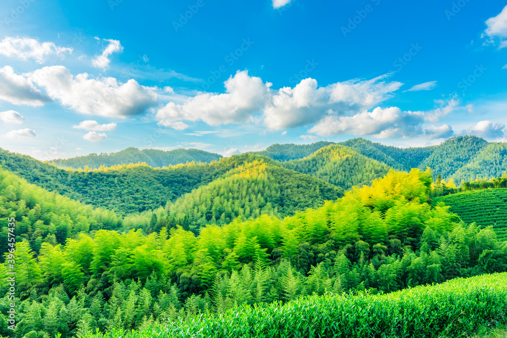 绿茶种植园和竹林景观。