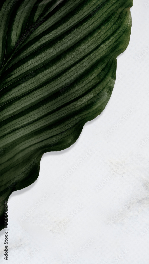 纹理背景上的Calathea Orbifolia叶子