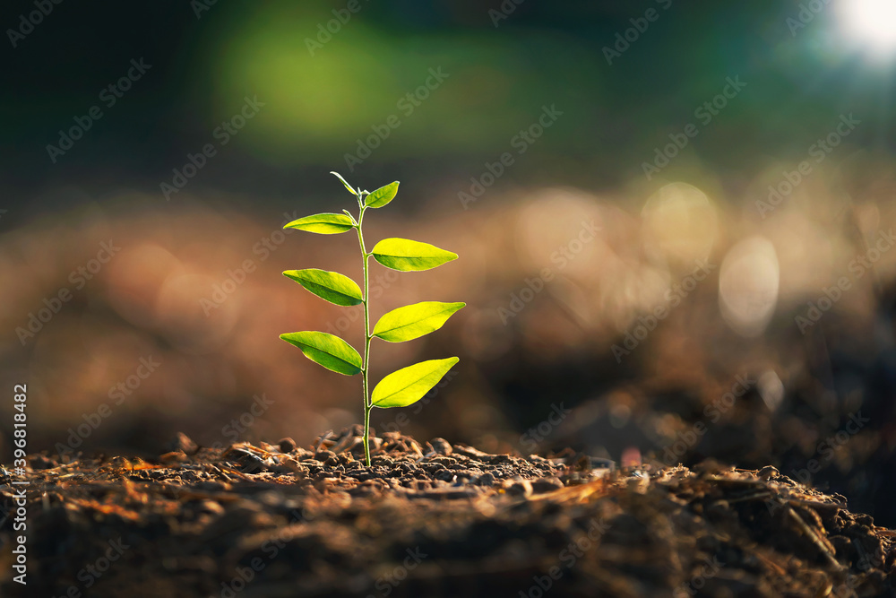 生长在泥土上的年轻植物，自然中有阳光。生态地球日概念