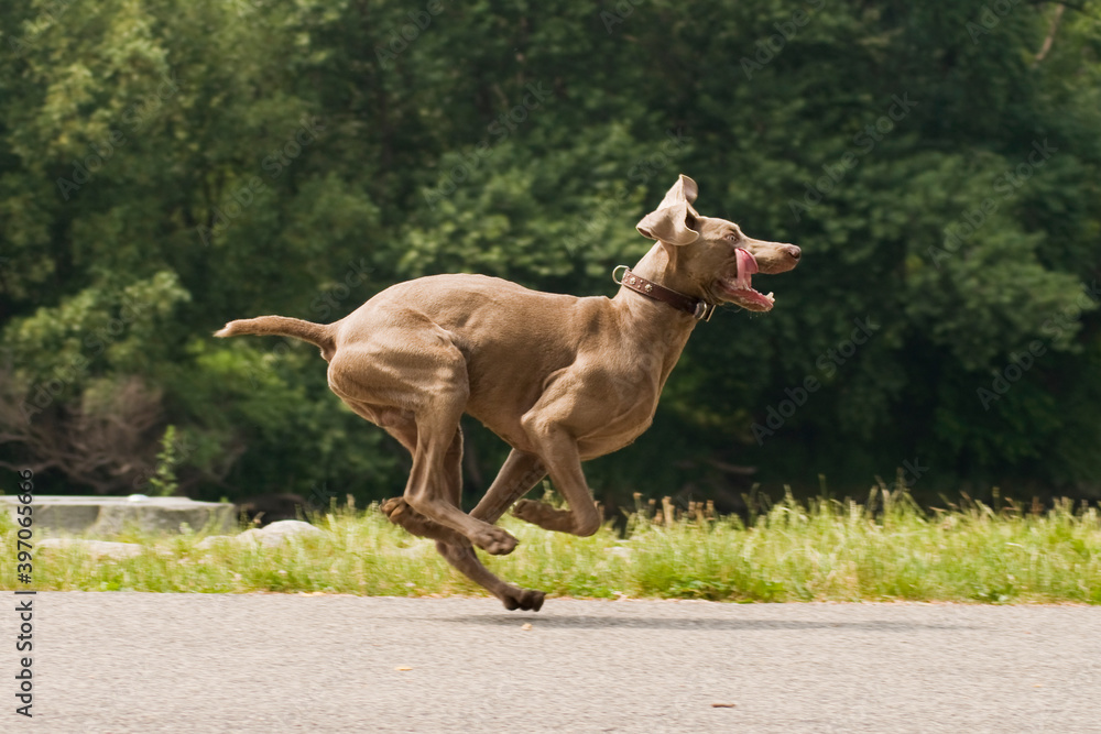 纯种威马犬摆出有趣的姿势。在沥青路面上奔跑的威马宠物耳朵和舌头都在发抖