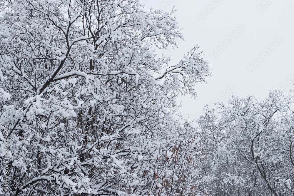 降雪后树枝和灌木丛上的雪。美丽的冬季背景与雪cov
