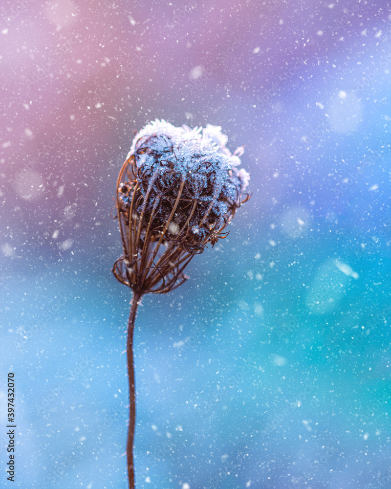 暴风雪期间霜冻干花的宏观图像。浅景深的彩色背景和