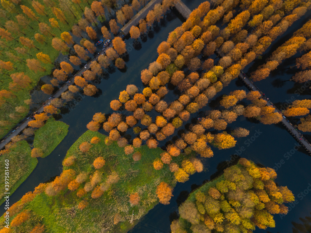 秋天，中国湿地中的黄塘柏树林鸟瞰图。
