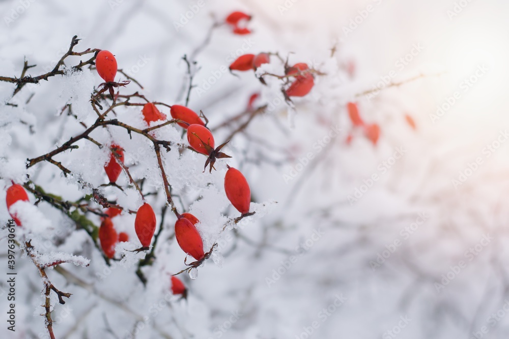 美丽的红玫瑰臀部被雪覆盖