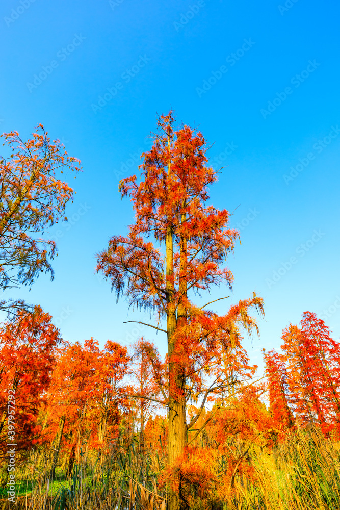 秋天五彩缤纷的森林景观。