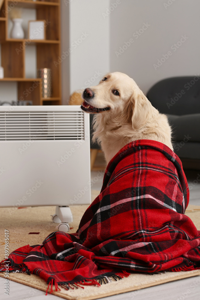可爱的狗在暖气片附近裹着温暖的格子布。供暖季节的概念
