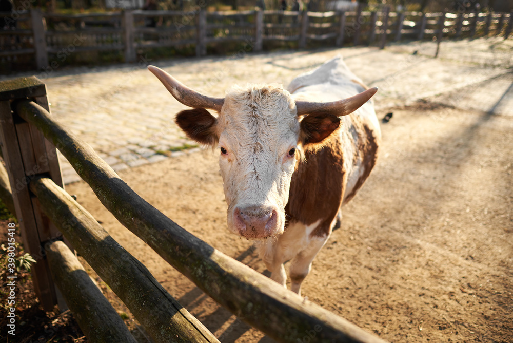 红色斑点的牛正站在围栏附近的院子里盯着镜头