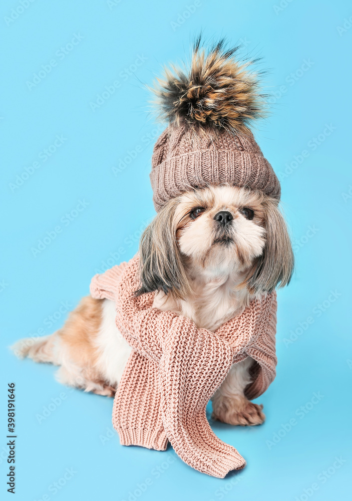 可爱的狗戴着温暖的帽子，彩色背景上戴着围巾。供暖季节的概念