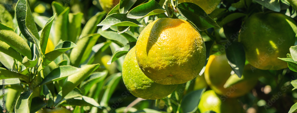 橘子园果园里树上的新鲜成熟的橘子。