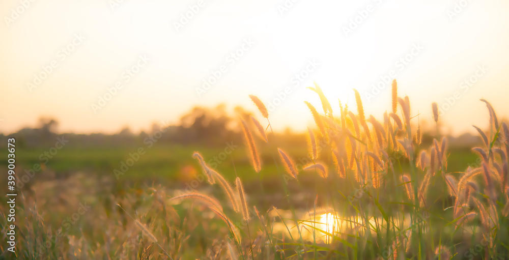 落日余晖下，温暖的阳光透过柔软的草地，乡村的氛围，生活和生活