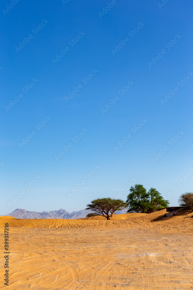 阿拉伯联合酋长国沙漠景观，有野生Ghaf树，沙丘和山脉上的轮胎痕迹