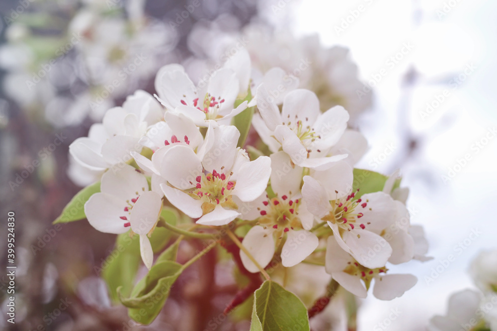 白色的春天梨花。户外自然的清新春天背景。美丽的白色春天花朵