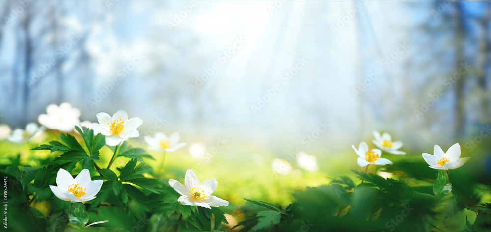 美丽的银莲花在春天的蓝天和阳光下的森林背景下绽放