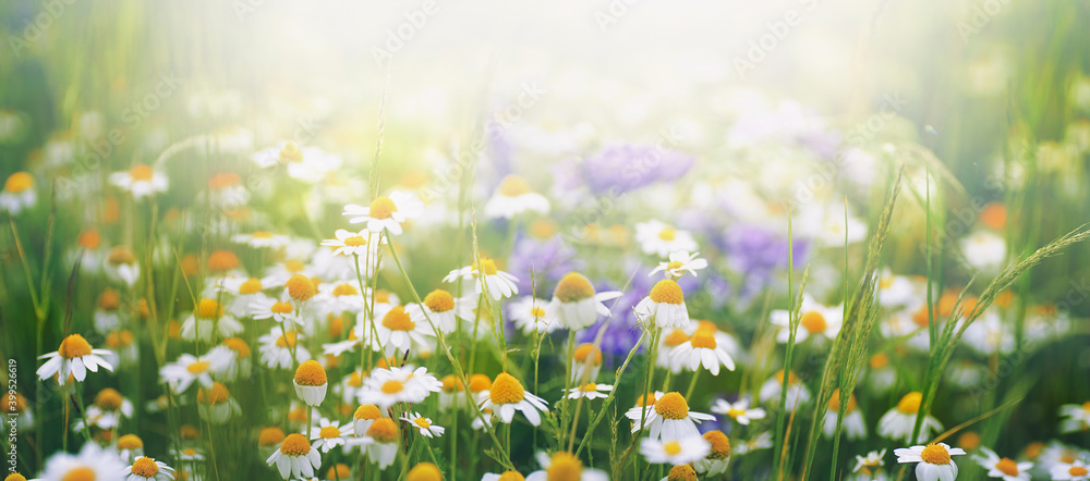 自然界中许多明亮的田野雏菊在阳光下，焦点柔和。年春天和夏天的洋甘菊