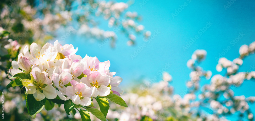 纳图阳光明媚的日子里，春天盛开的苹果树在蓝天的映衬下开出粉红色的花朵