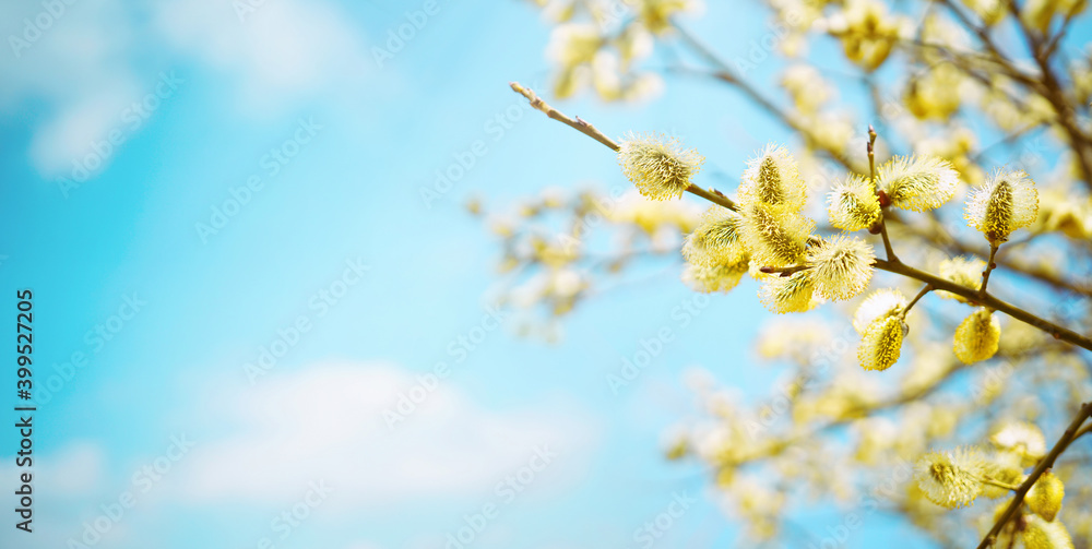 春天盛开的蓬松柳枝在蓝色背景天空和白色背景下的自然宏观特写