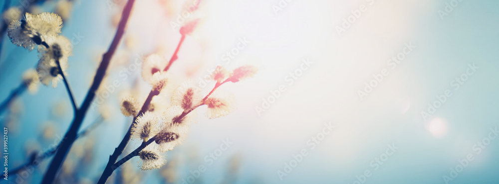 春天盛开的蓬松柳枝在自然宏观上特写，绿松石背面柔和聚焦