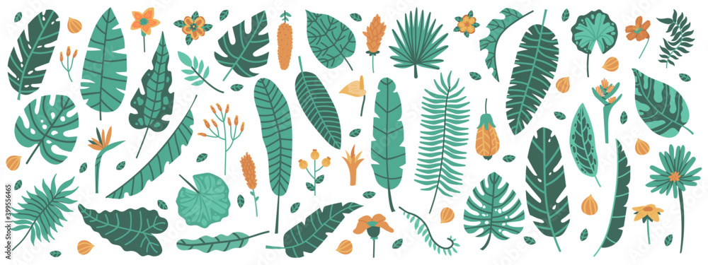 热带丛林树叶。外来植物、树叶和花朵、香蕉、棕榈、李子和木槿树叶