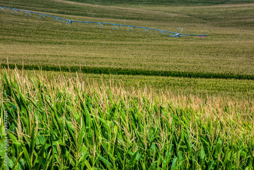 带灌溉系统的内布拉斯加州玉米田