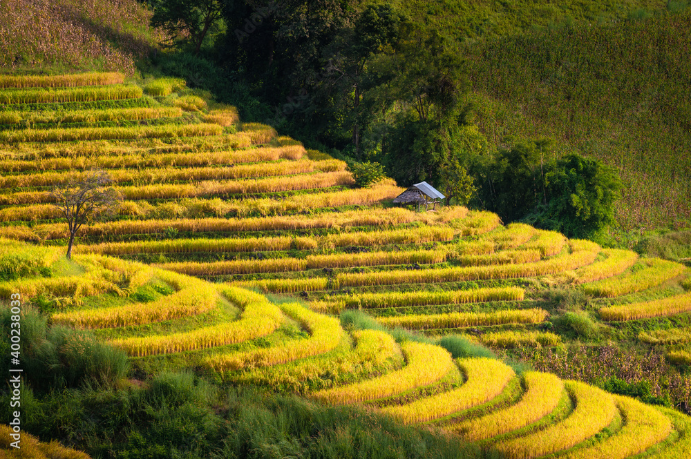 泰国清迈省Mae Chaem区Ban Pa Bong Piang村的稻田