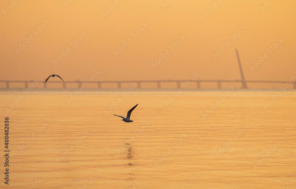 海鸥飞过深圳湾大桥