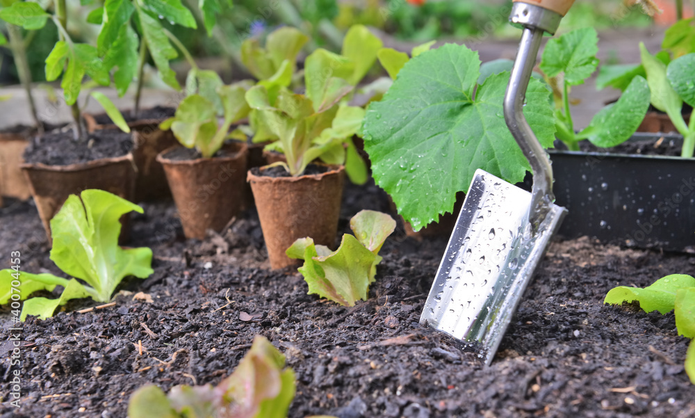 在蔬菜幼苗叶片间的土壤中种植覆盖有水滴的铲子上关闭