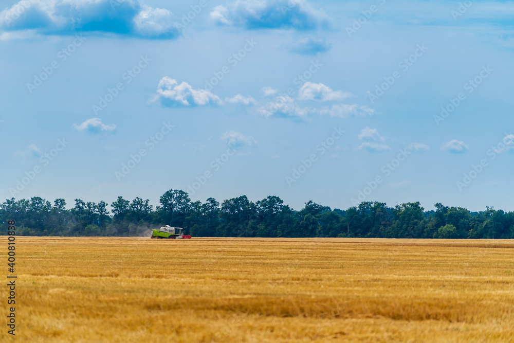 Golden ripe wheat field, sunny day, soft focus, agricultural landscape, growing plant, cultivate cro