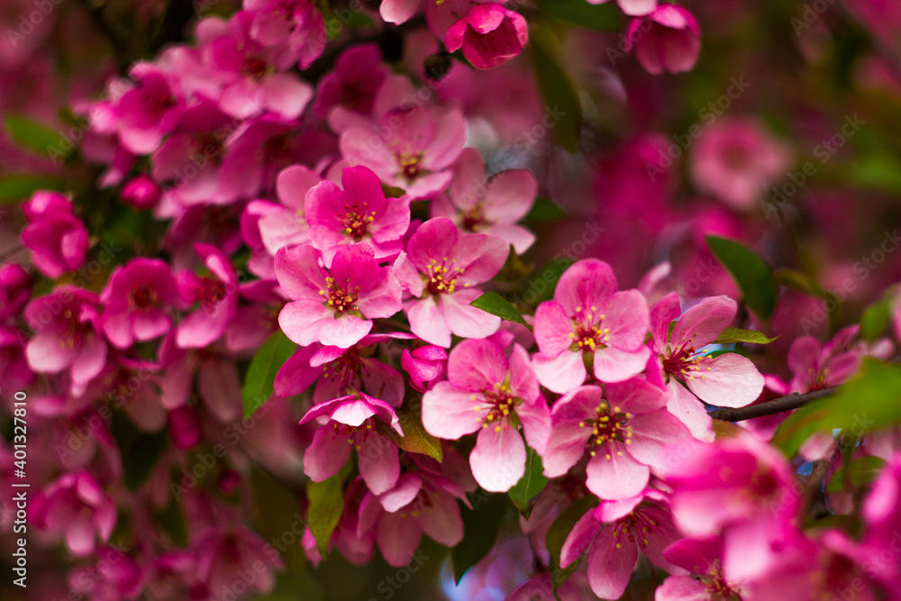 树枝上有很多白色和粉色模糊的花朵。春天的自然模糊了背景。这条小溪